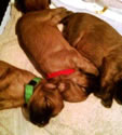 O'Malley X Tattle - 2wks