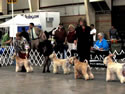 Rushka ... showing with Jeri in Montana
