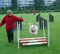 Rushka & Charlotte working agility 6/11/09  (01)
