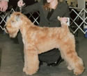 Seamus