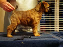 Tattle X Jack @ 5 wks + 5 days ... (F) Black side8
