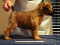 Tattle X Jack @ 5 wks + 5 days ... (F) Clear side1
