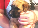Tattle X Jack @ 5 wks + 5 days ... (M) Gray front1