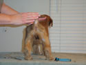 Tattle X Jack  @  7 weeks ... (F) Blue rear