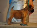 Tattle X Jack  @  7 weeks ... (F) Blue side