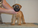 Tattle X Jack  @  7 weeks ... (F) Clear front