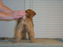 Tattle X Jack  @  7 weeks ... (F) Clear rear