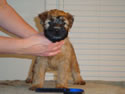 Tattle X Jack  @  7 weeks ... (M) Blue front