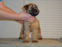Tattle X Jack  @  7 weeks ... (M) Clear front