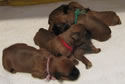 Tattle X Jack • 11-16-10 • 3M–4F (#2386)