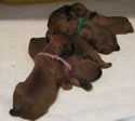 Tattle X Jack • 11-16-10 • 3M–4F (#2388)