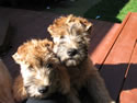 Tattle & Glory - 3 months