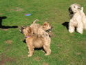 Tattle & Glory - 3 months
