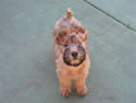 Tattle Standing - 3 months