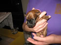 Tattle - Week 1