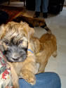 Teddy with Reek